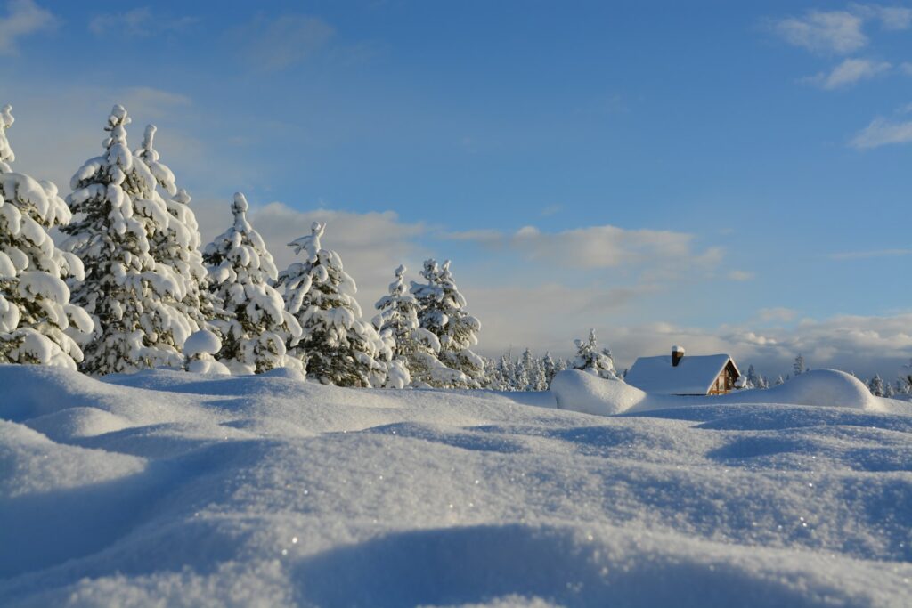 Snow-covered trees under blue cloudy sky