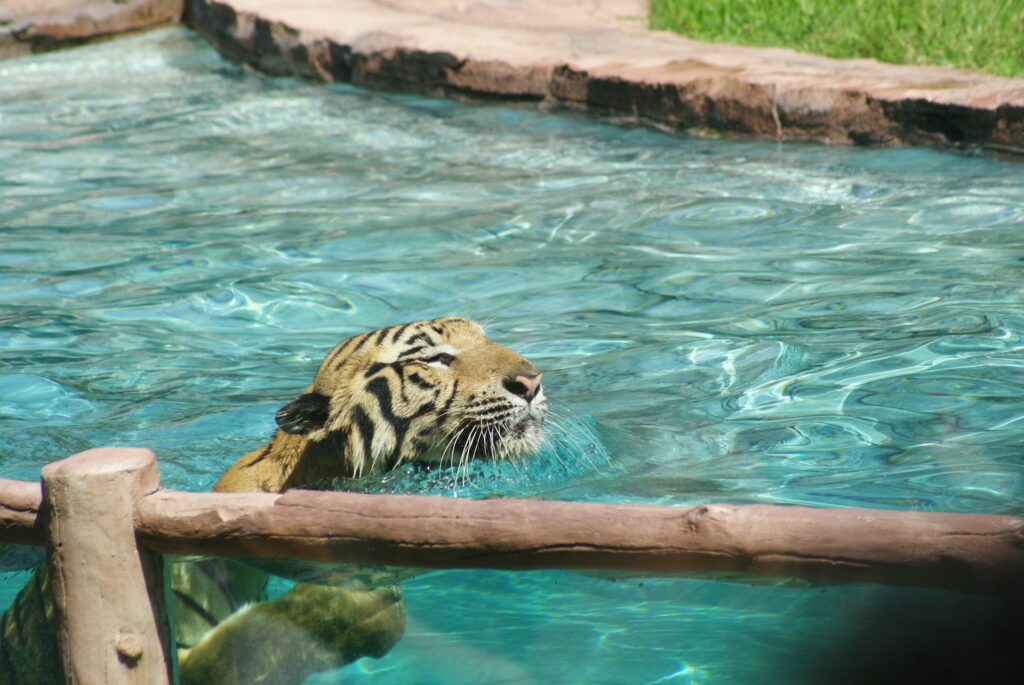 A powerful tiger swims gracefully in the water, its striking fur contrasting with the blue surroundings.