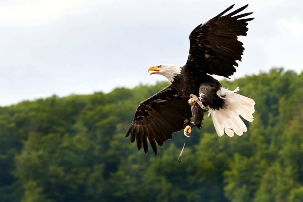 black and white eagle flying during daytime
