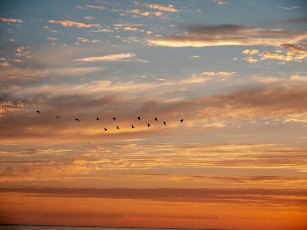 Birds soar gracefully in the colorful sky at sunset, forming a striking silhouette against the fading light.
