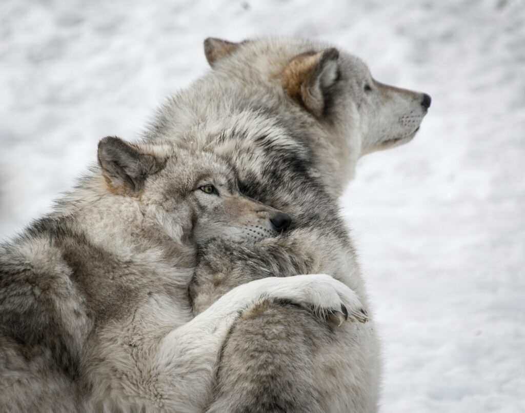 Two gray wolves