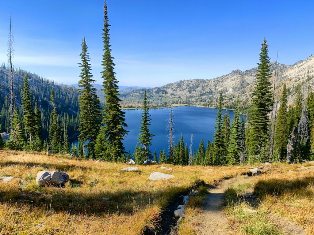 Green pine trees near lake during daytime.