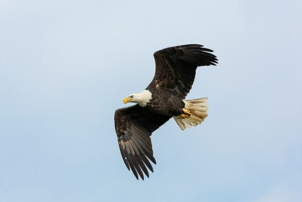 Black and white flying bald eagle