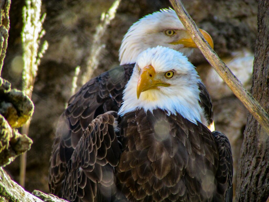 Two bald eagles