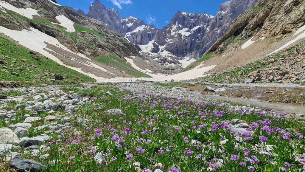 A scenic valley filled with vibrant purple flowers, framed by majestic mountains in the background under a clear blue sky.