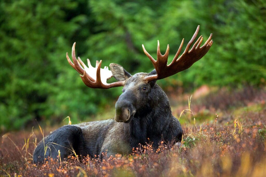 A majestic moose with large antlers reclines in a grassy field, blending harmoniously with its natural surroundings.