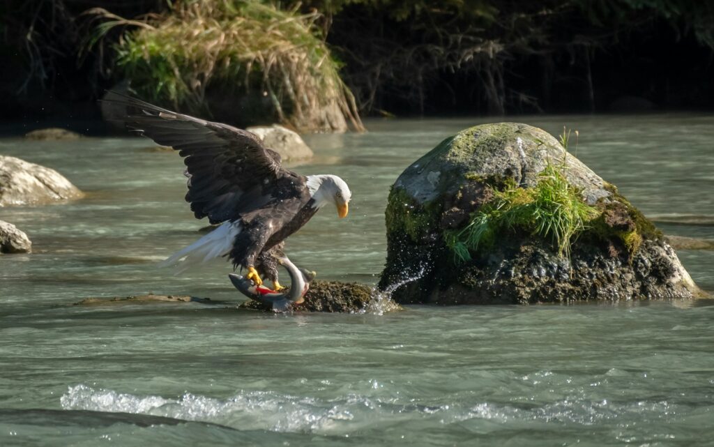 a large bird with a fish in it's talon