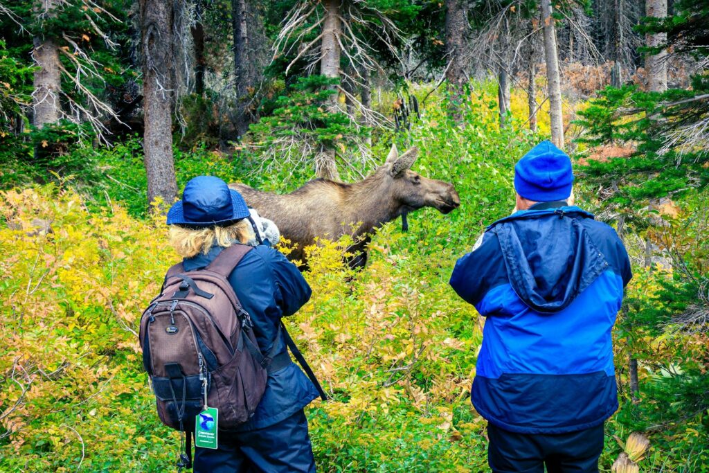 In a tranquil forest, two individuals capture images of a moose surrounded by lush greenery.
