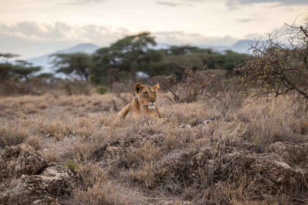 lion on grass field
