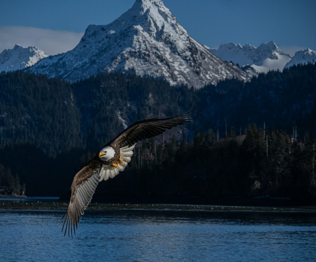 A bald eagle soars majestically in the wilderness.