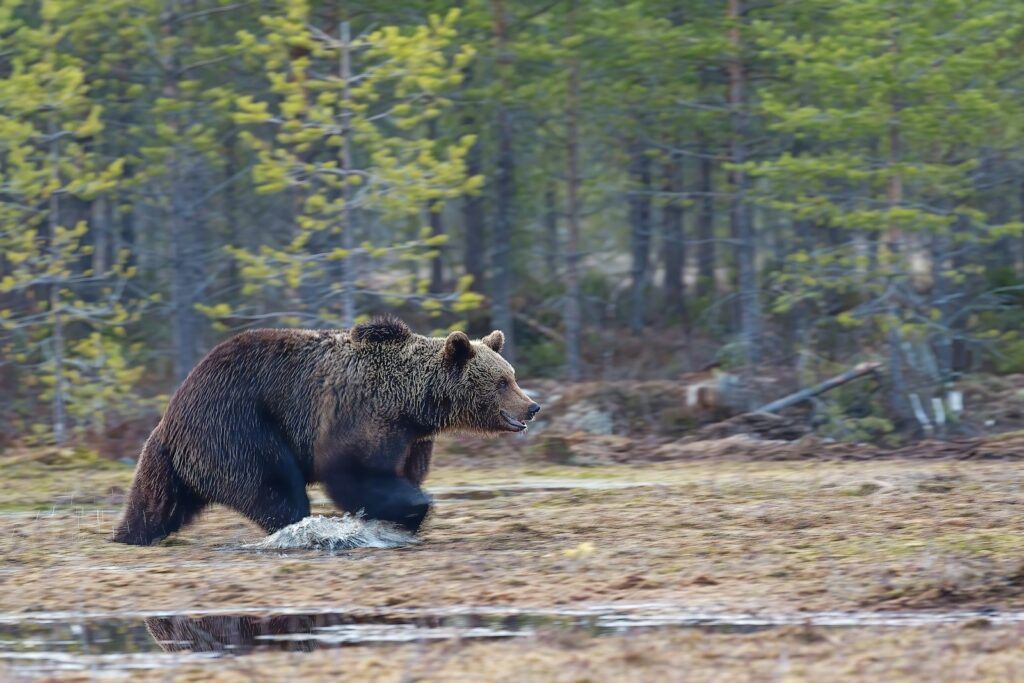 brown bear on green grass field during daytime