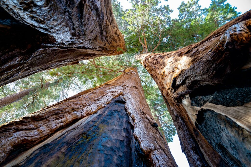 A group of tall trees standing next to each other