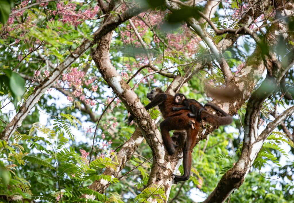 A man climbing up a tree in a forest