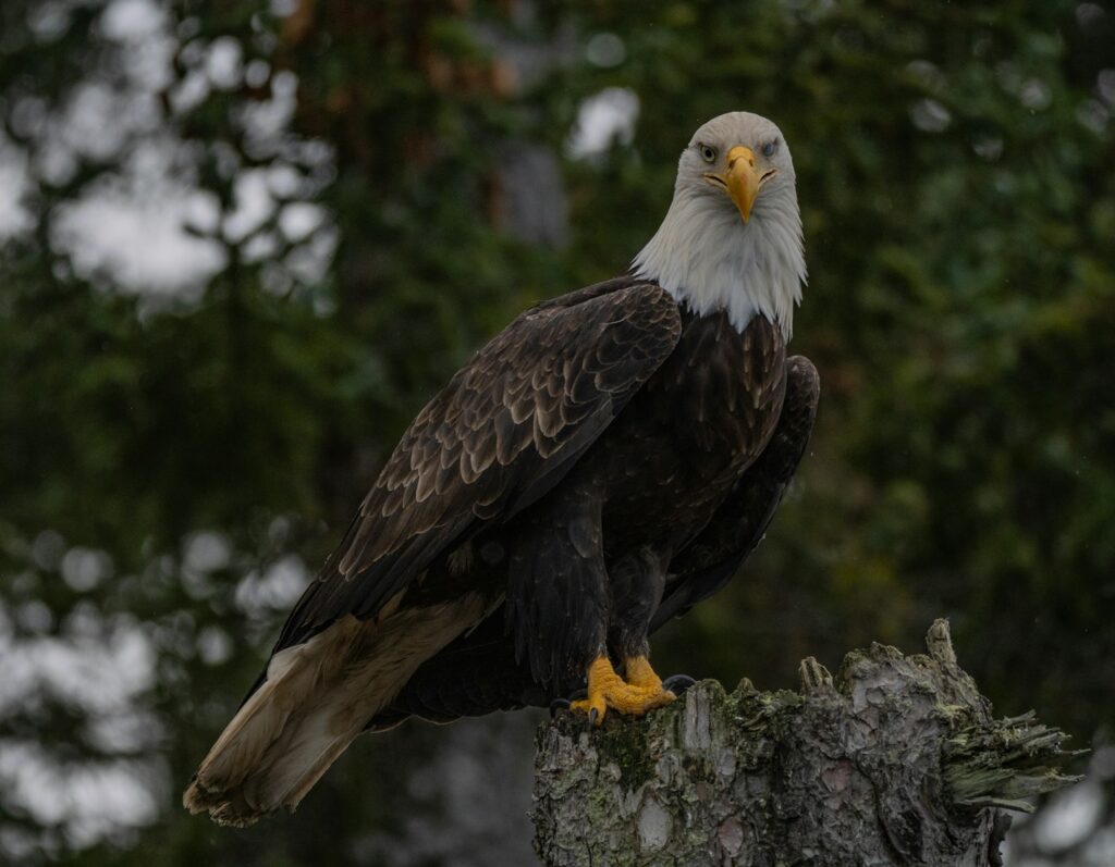 A bald eagle perches atop a tree stump.