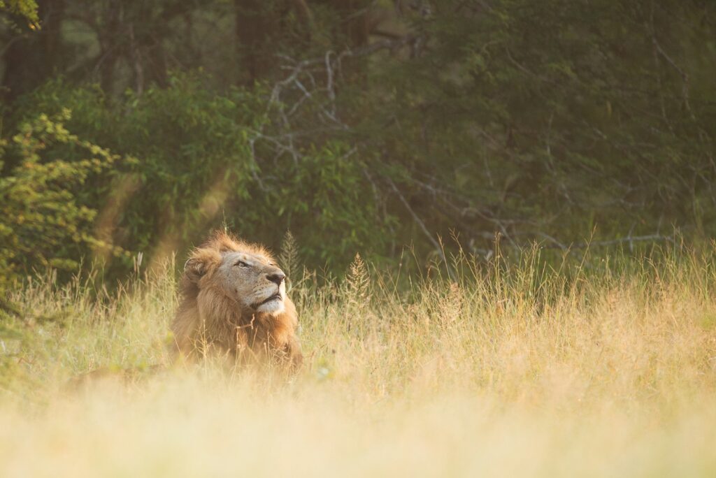 Brown lion lying on grasses during daytime.