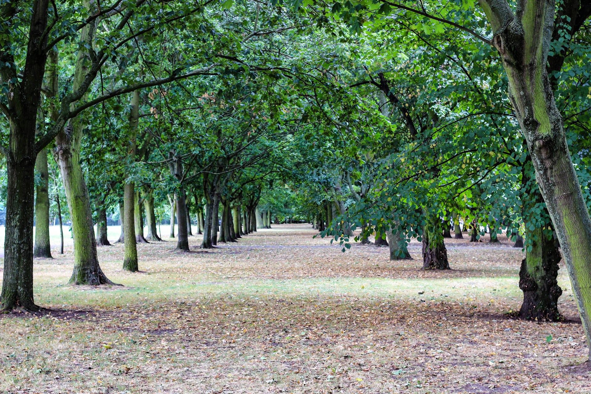 A line of lush green trees stretches along a park pathway, creating a tranquil and inviting atmosphere for visitors.
