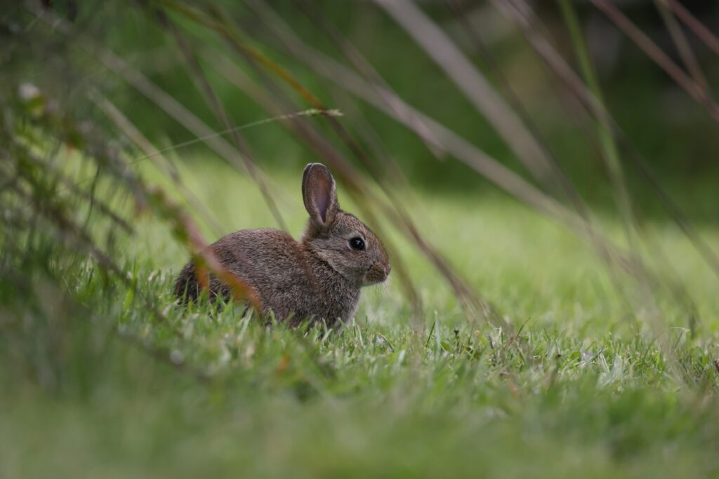 A small rabbit sits quietly in lush green grass, blending into its natural surroundings.
