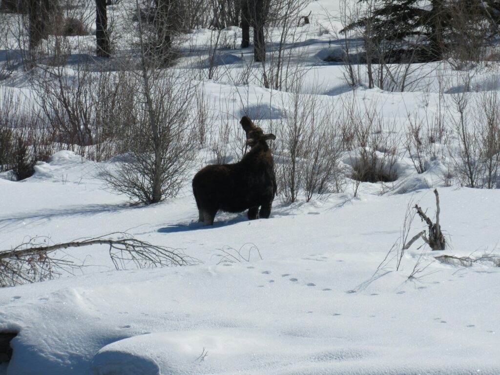 a black animal standing in a snowy field