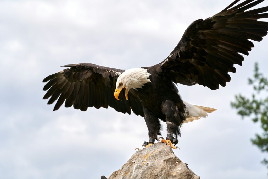 Black and white eagle on gray rock during daytime