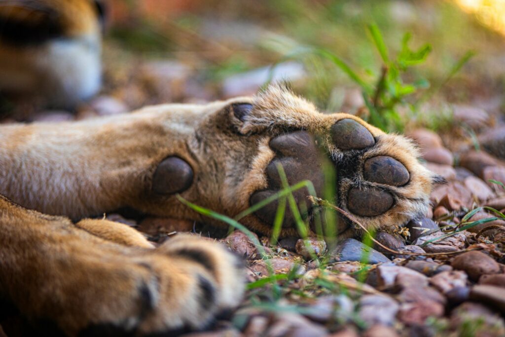 a couple of animals lying down