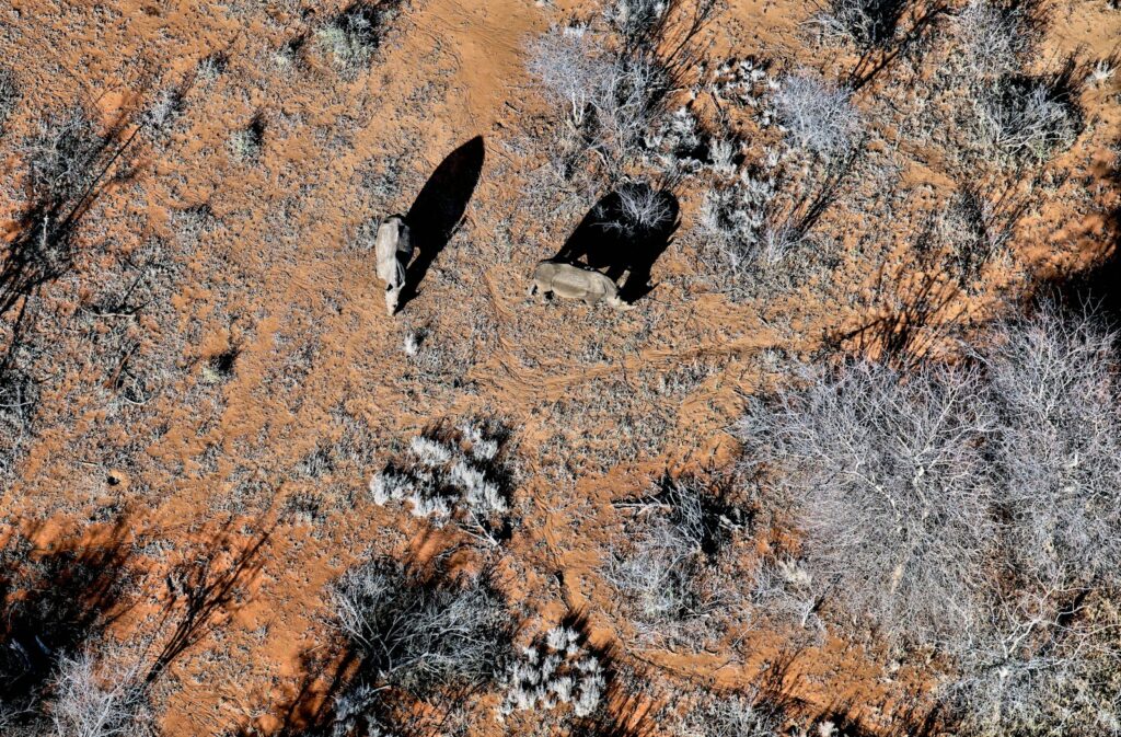 aerial photography of animals near tree at daytime