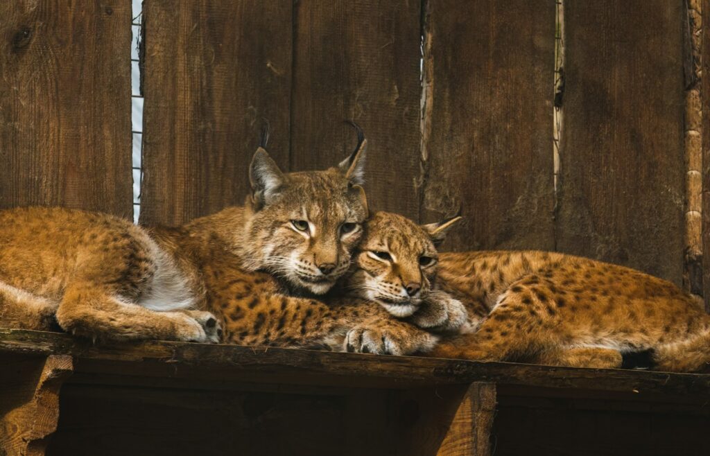 a group of wild cats lying on a wooden surface