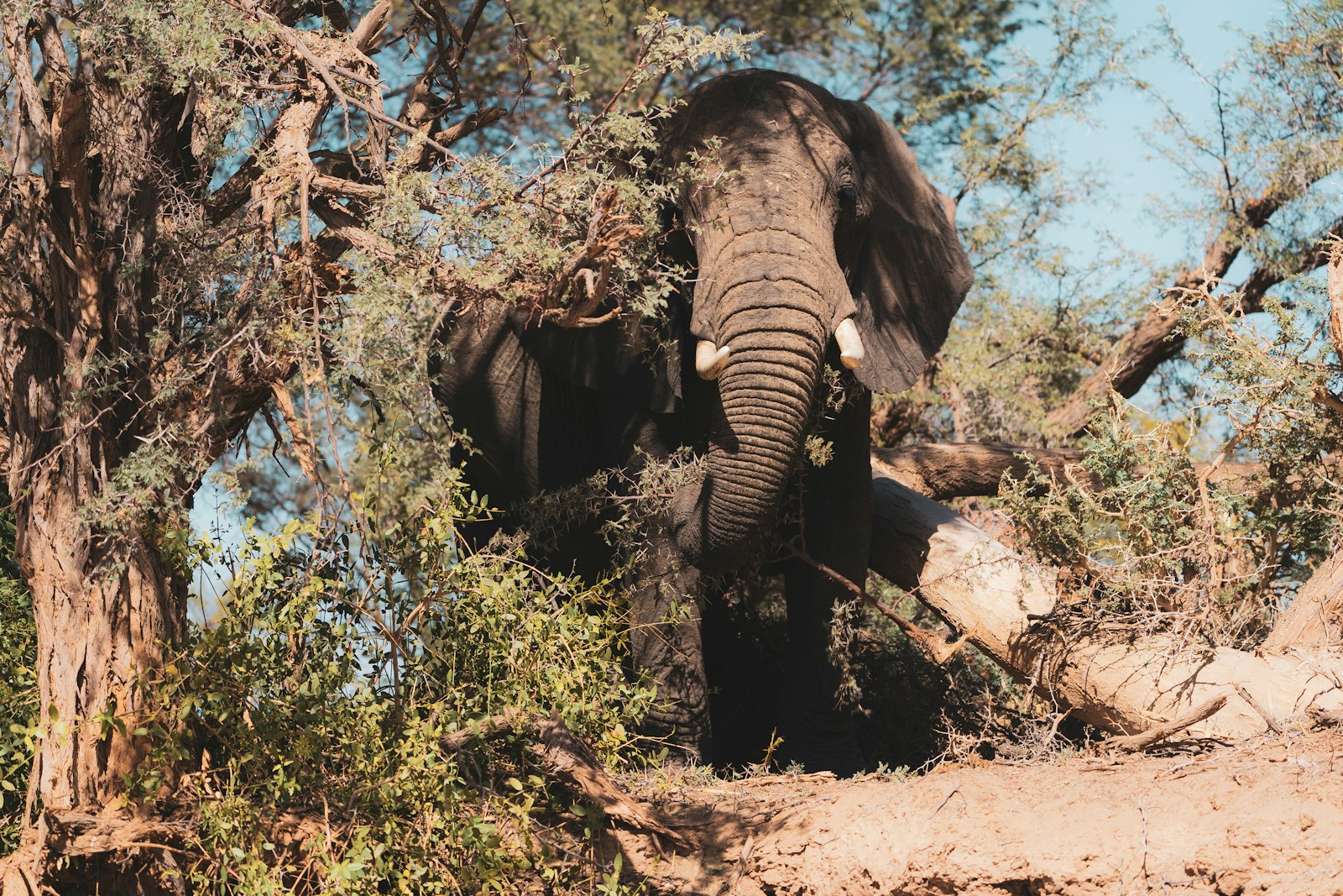 elephant standing on brown soil during daytime