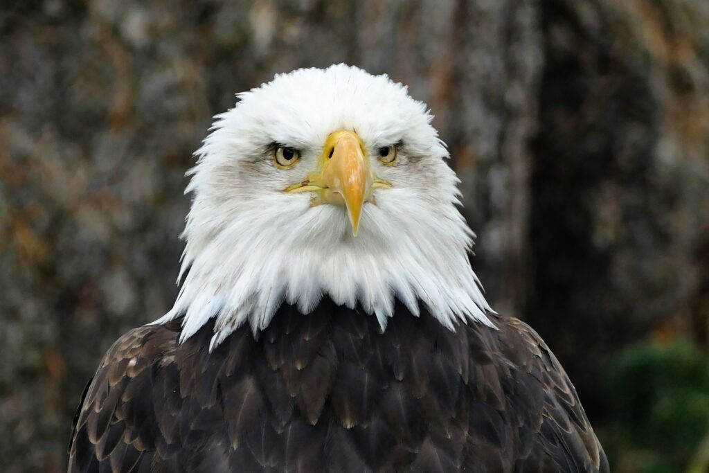 a close up of a bald eagle with a tree in the background