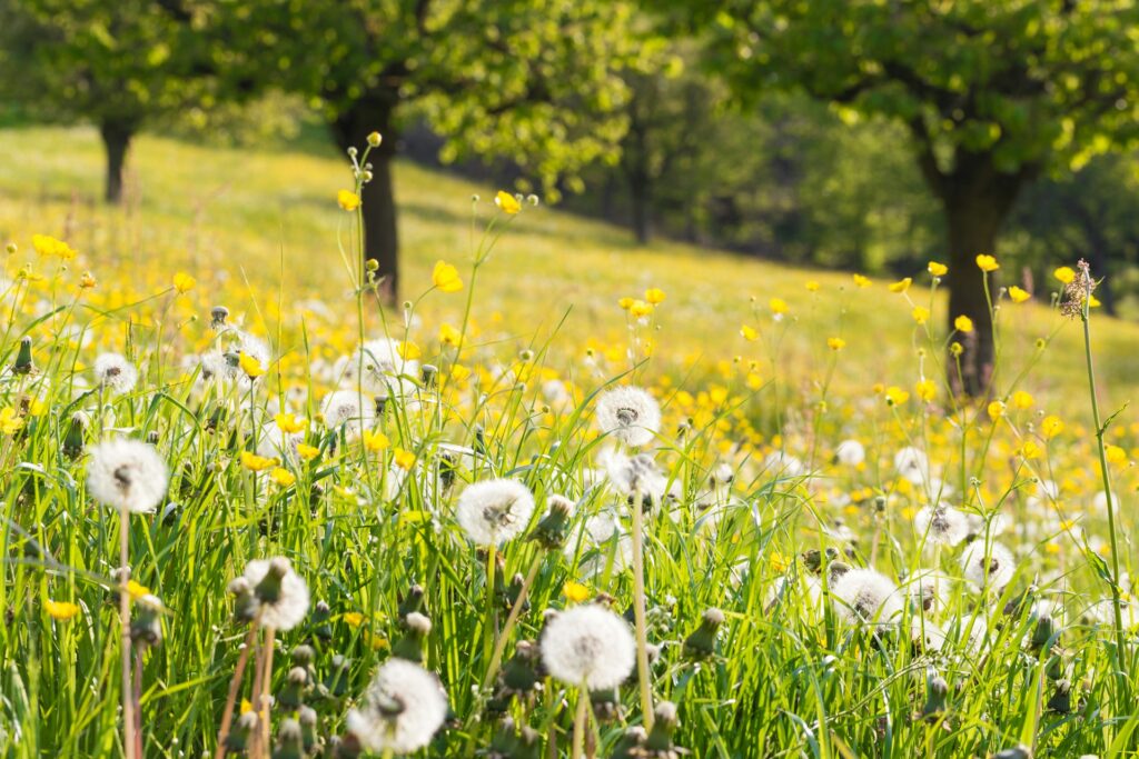 A picturesque scene of white flowers and dandelions in a sunlit field, embodying the beauty of nature's simplicity.