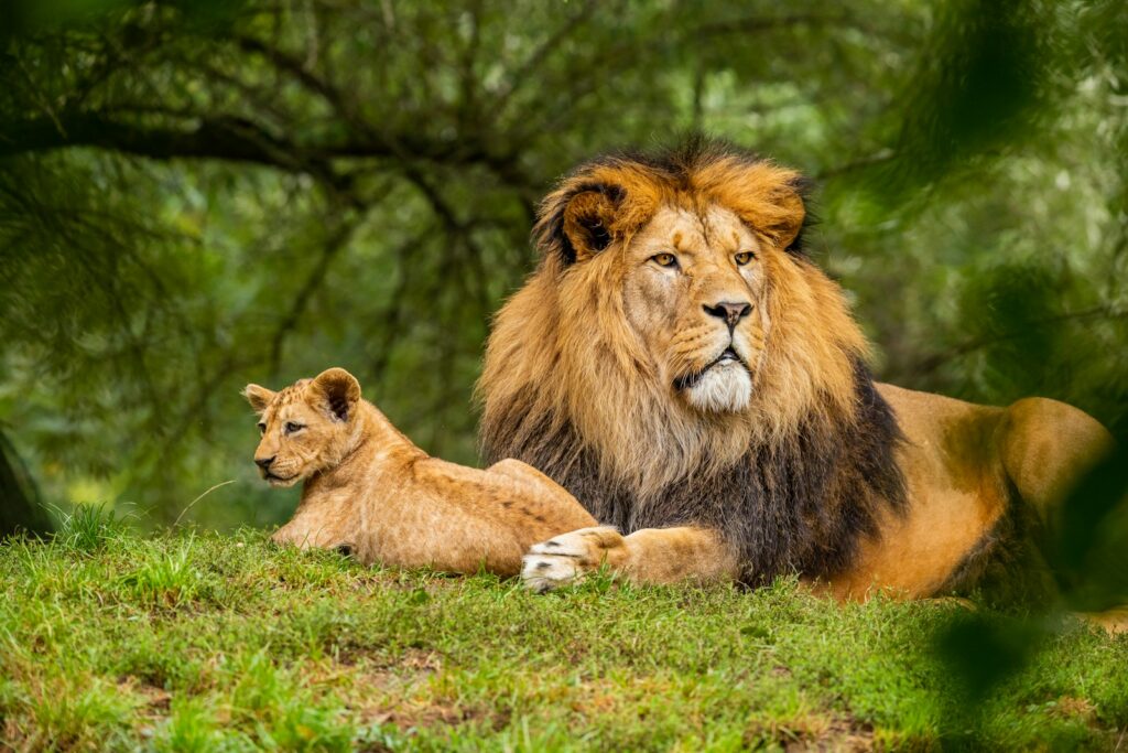 Brown lion on green grass field.