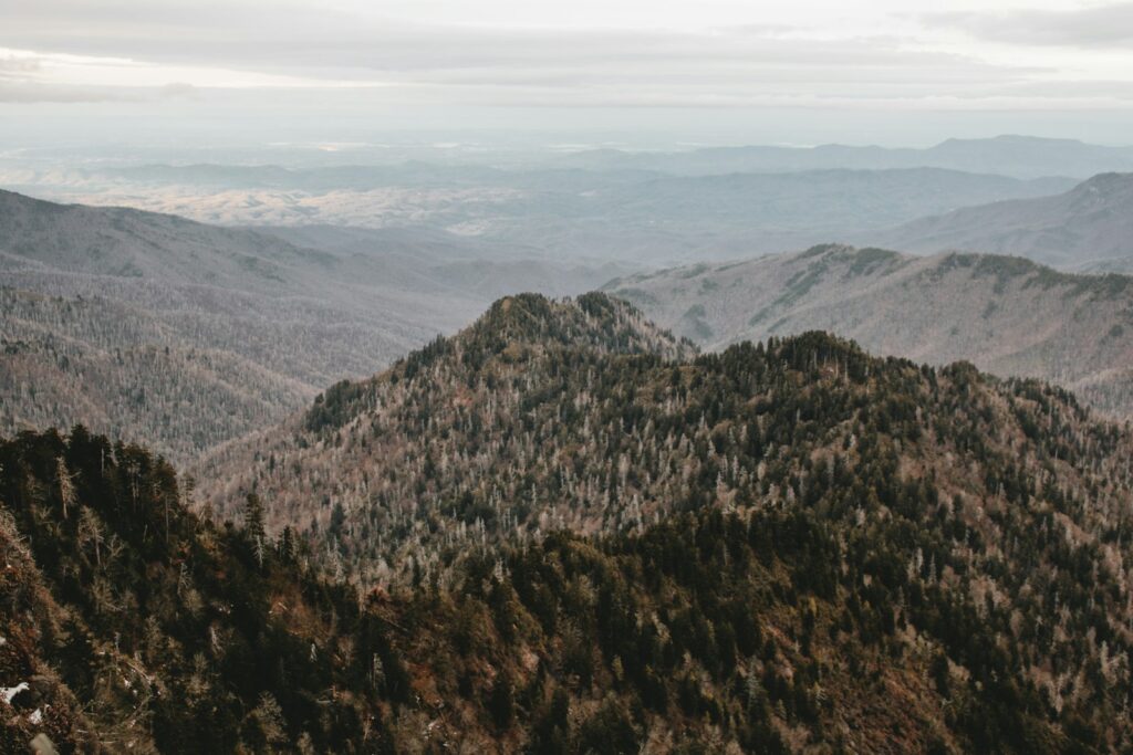 mountain with trees during daytime