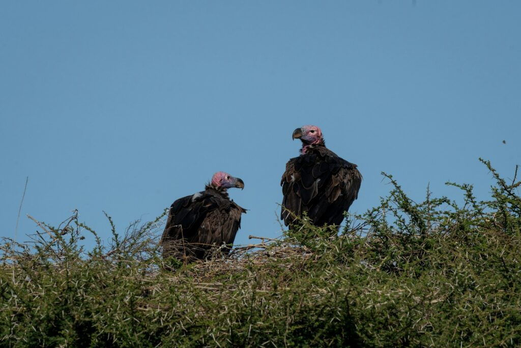 Two vultures sitting on top of a grassy hill