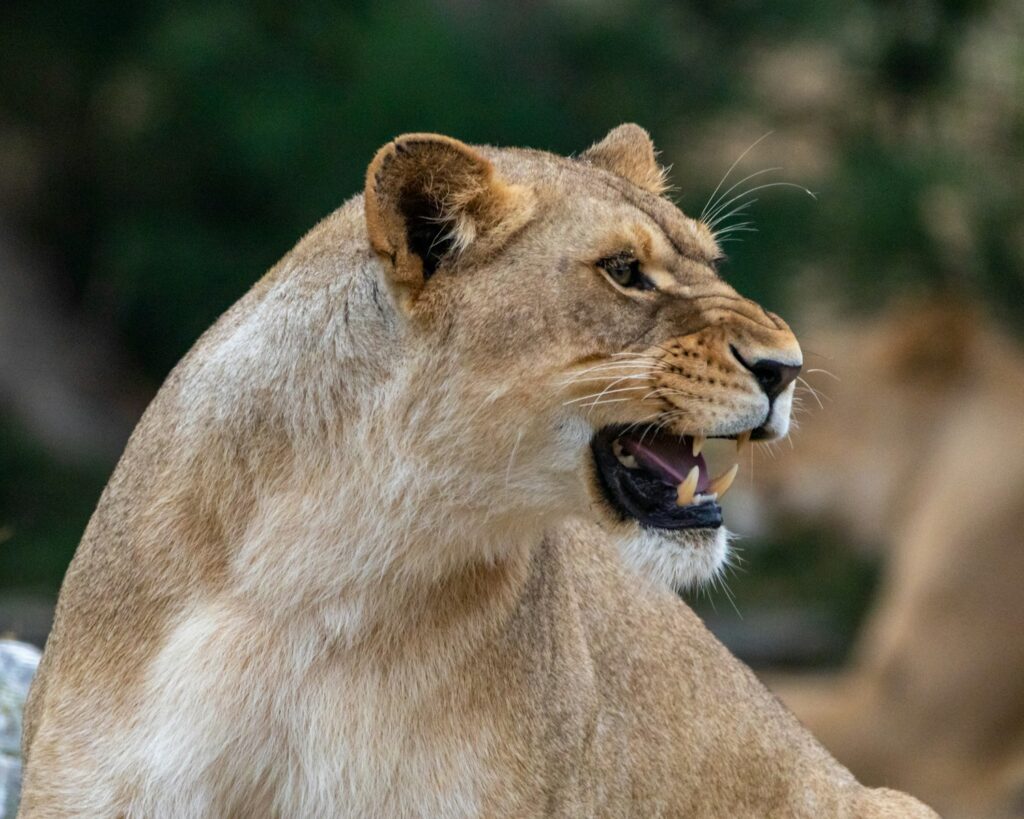 a close up of a lion with its mouth open