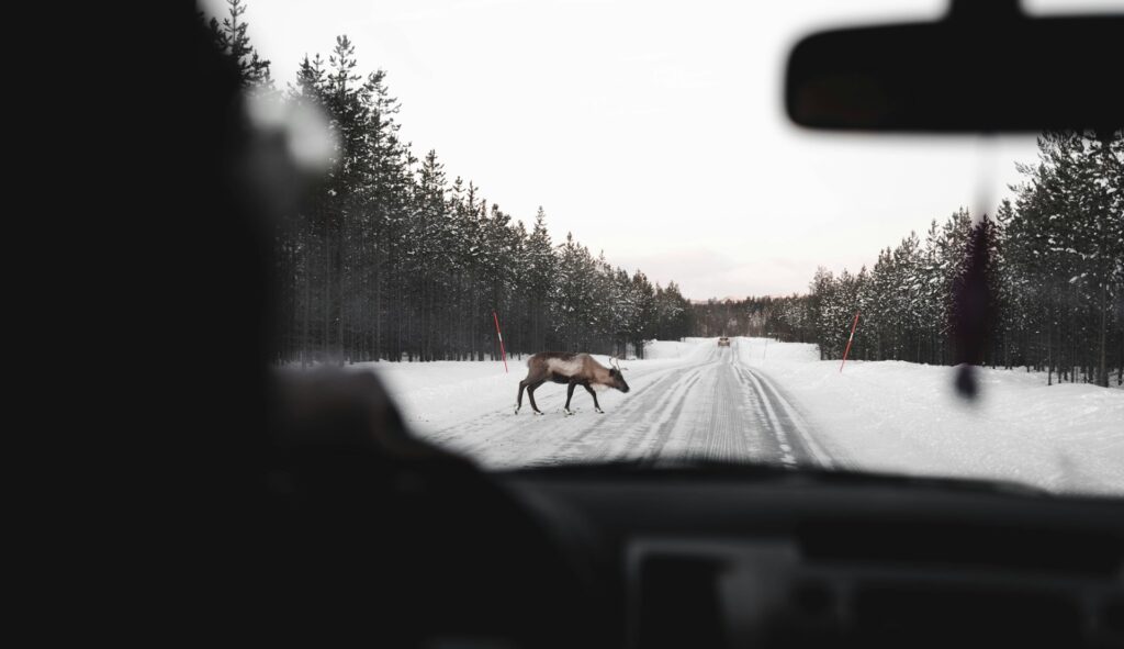 A solitary elk strides through the snow on a quiet road, surrounded by a serene winter scene.