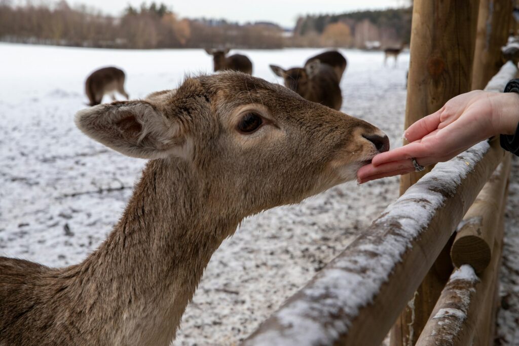 A person gently feeding a deer by hand, showcasing a moment of connection between human and wildlife.
