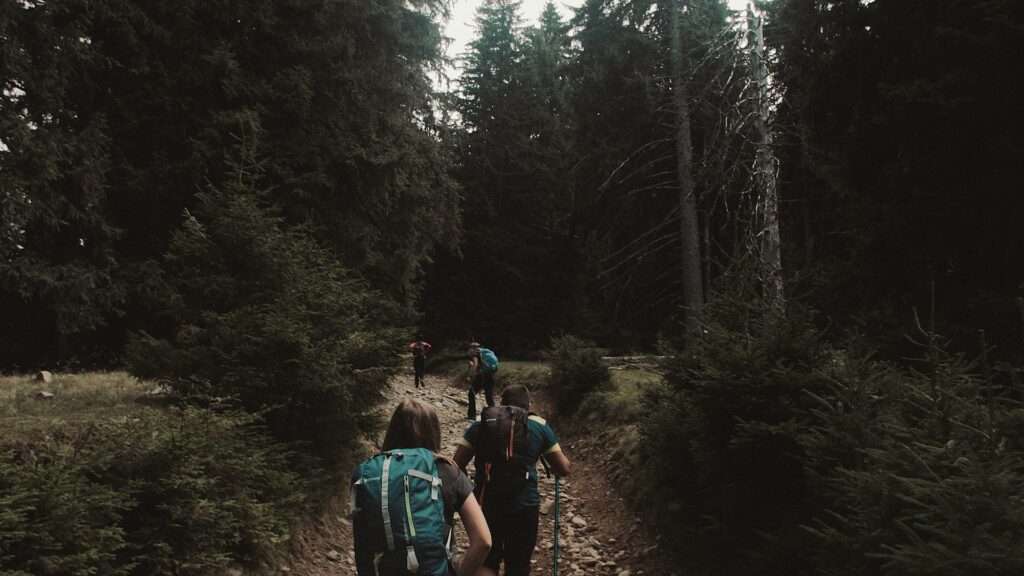 A group of hikers walks on a forest trail, immersed in nature with trees lining the path and sunlight peeking through leaves.