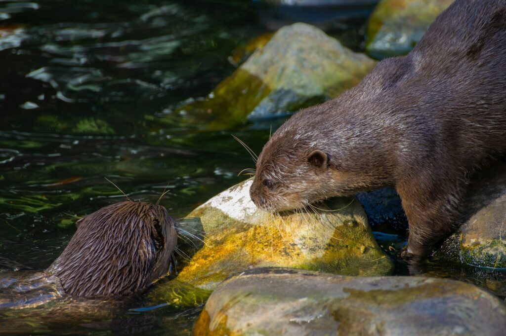 A couple of animals that are standing in the water