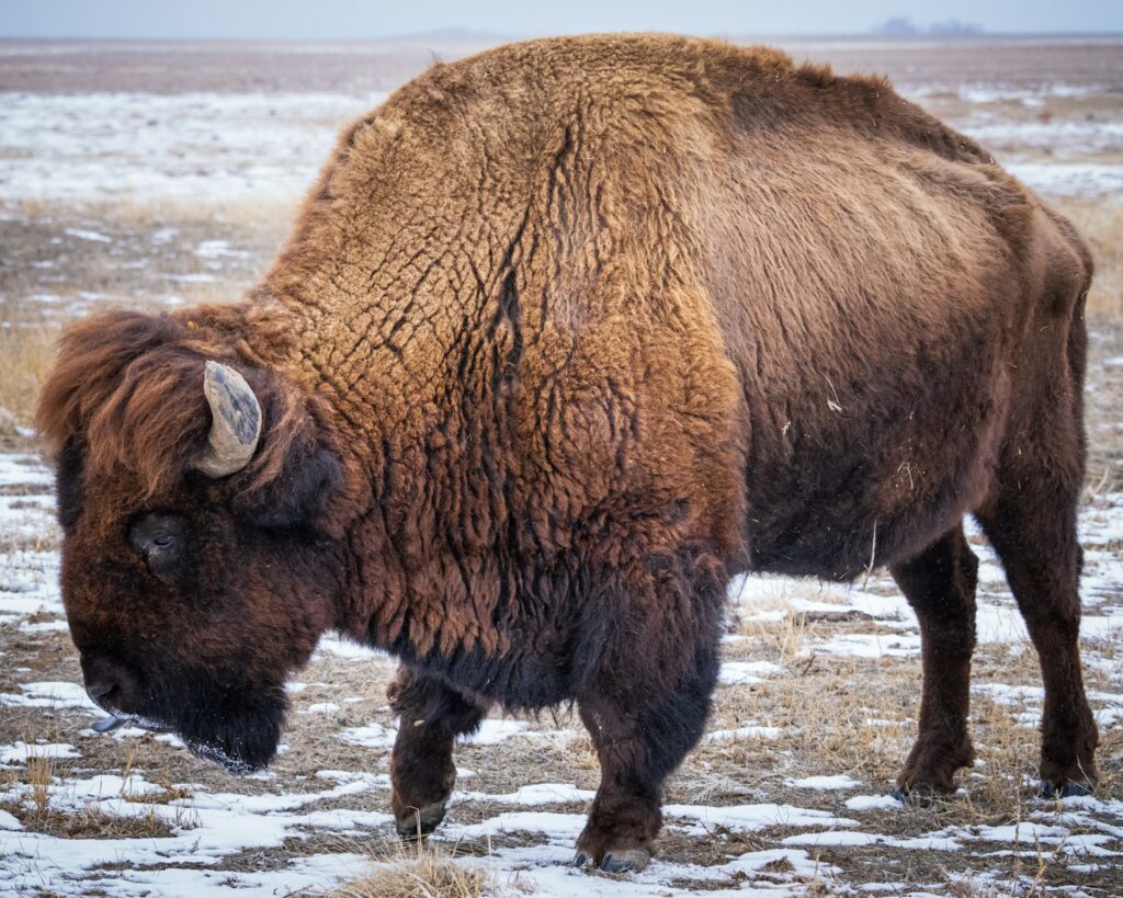 A bison stands in the snow, ready for the day.
