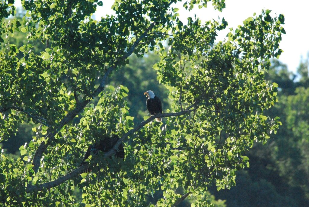 a bird sitting on a tree branch