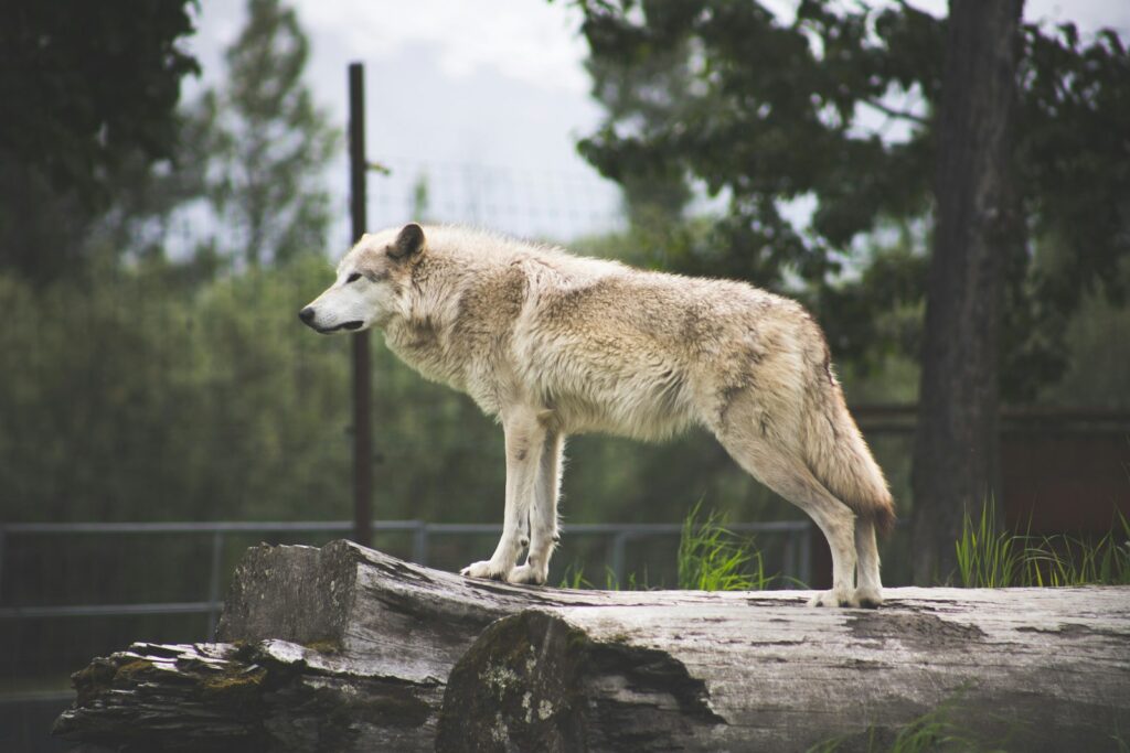 White wolf on brown wooden log during daytime.