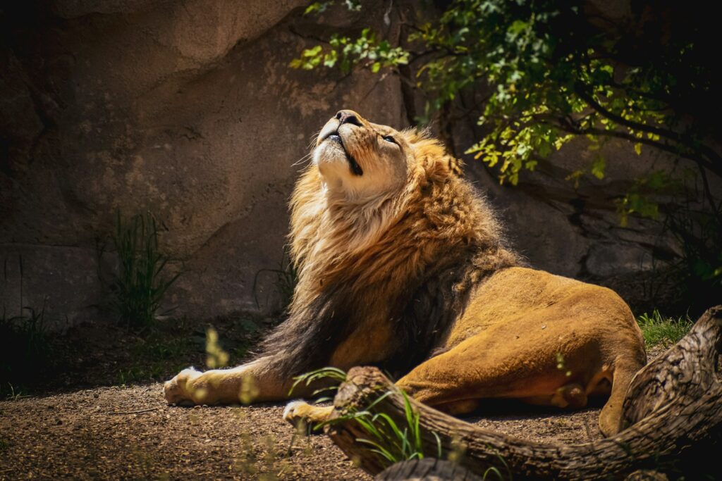 a large lion laying on top of a dirt field