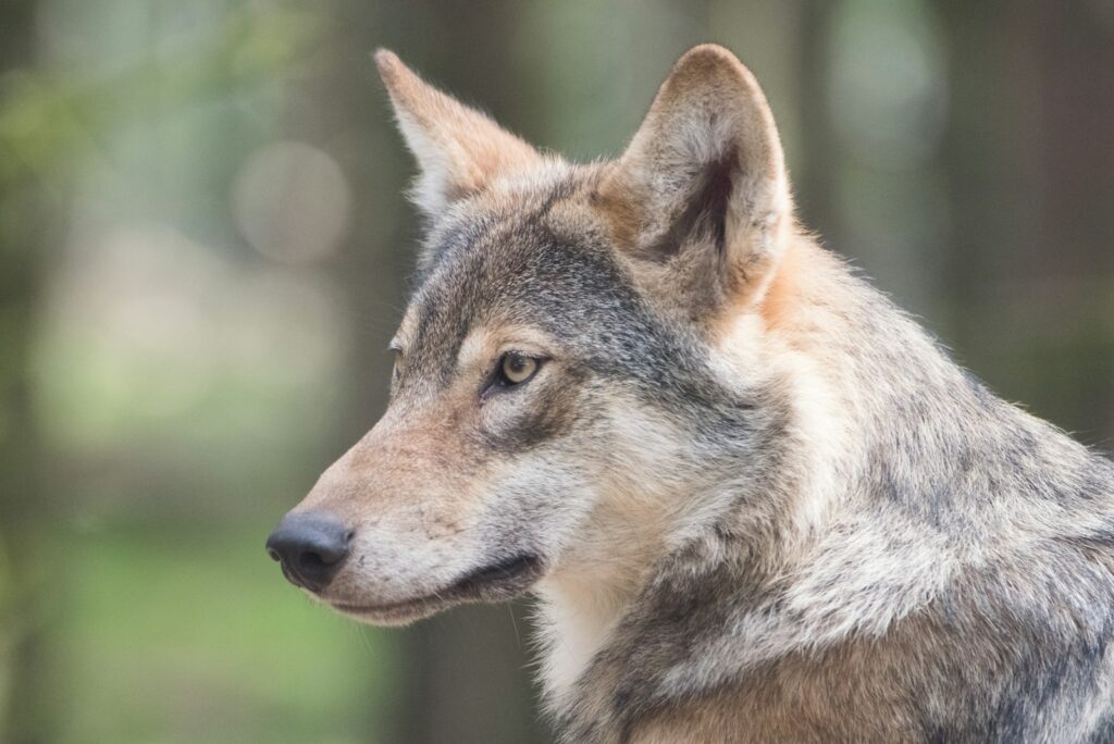 Majestic wolf.