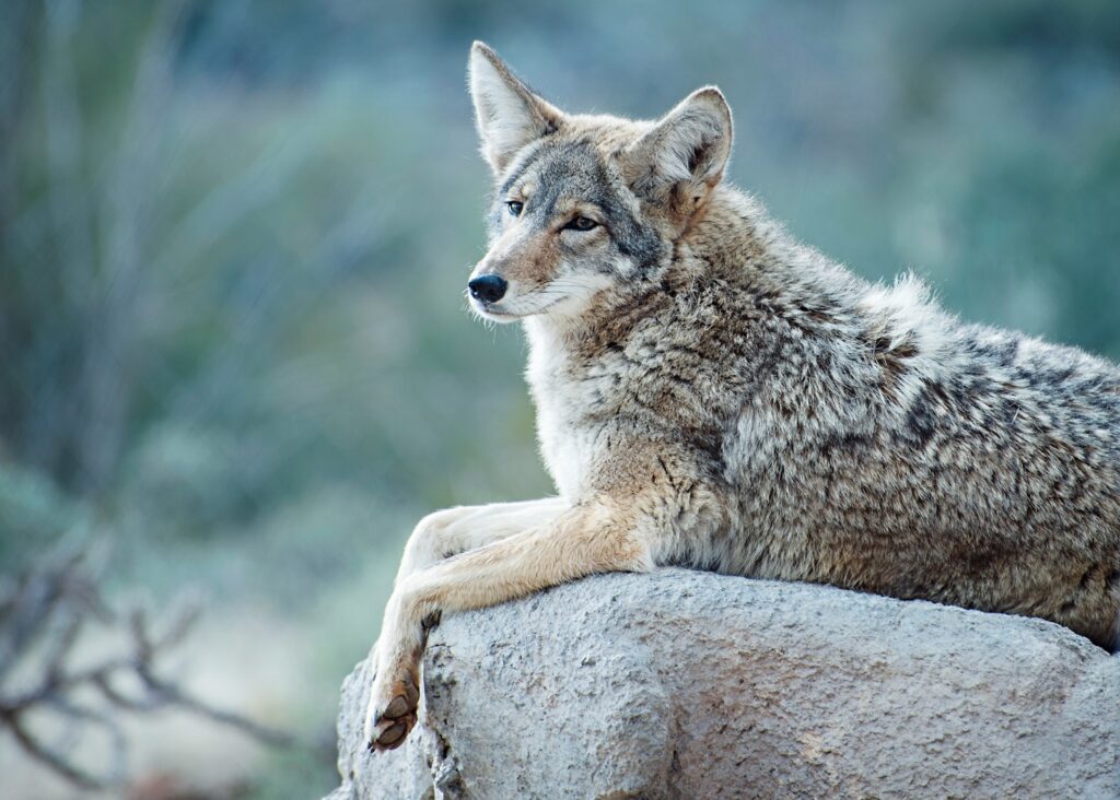 A wolf sitting on top of a large rock