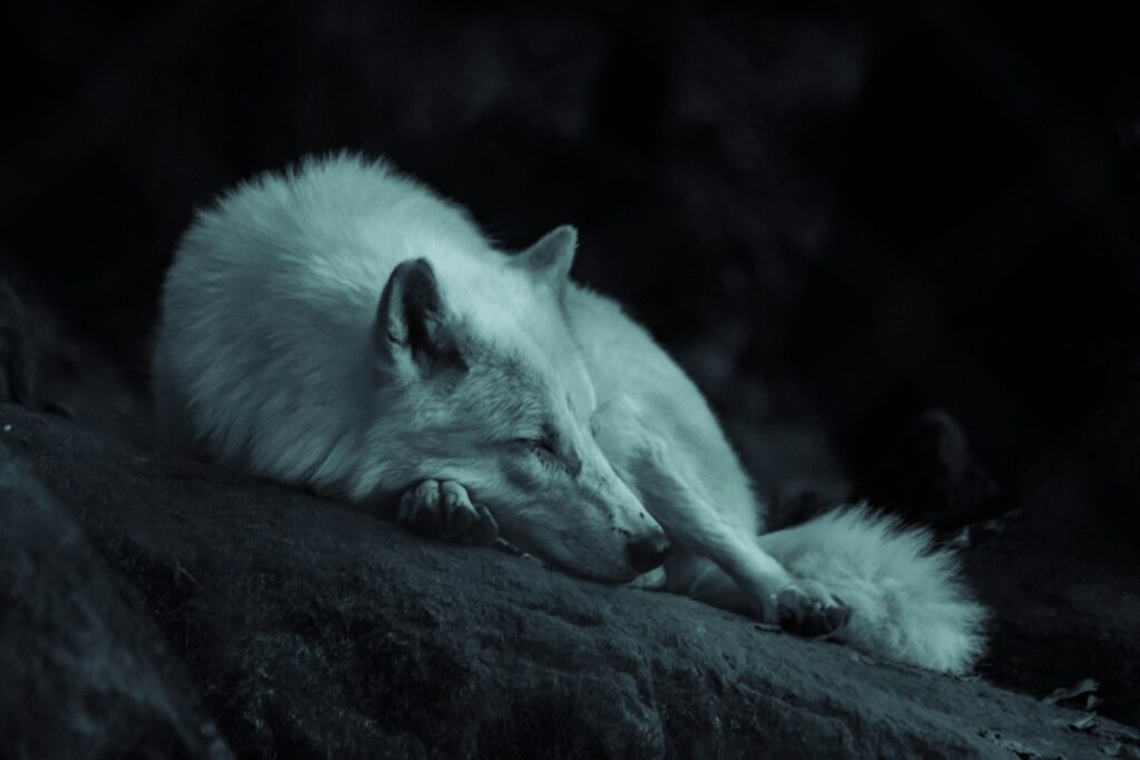 White fox laying on the ground.
