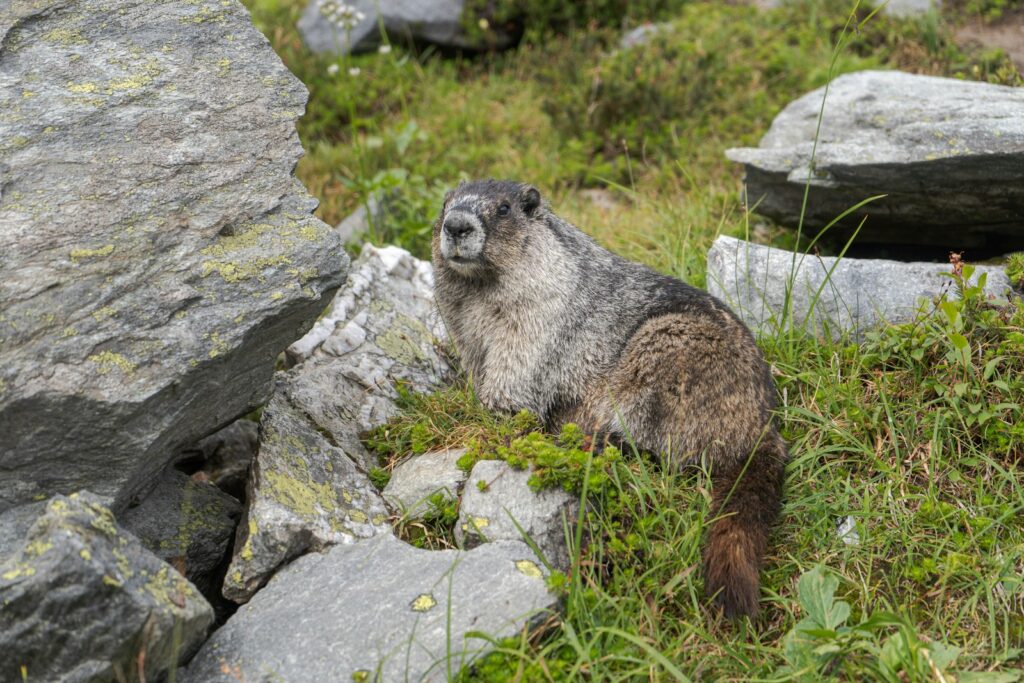 brown and white animal on gray rock