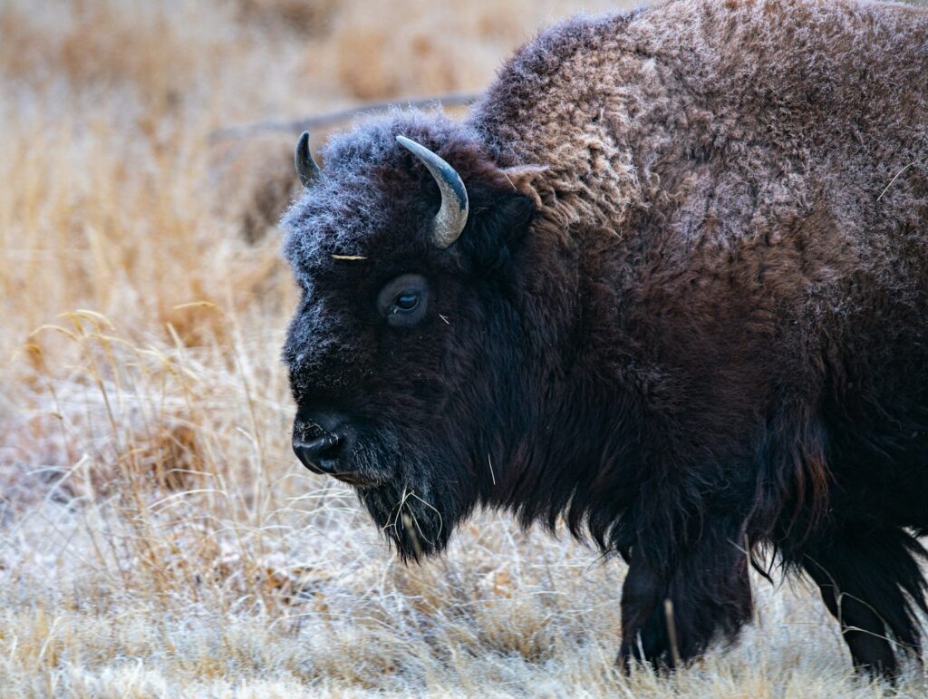 brown bison on brown grass field during daytime