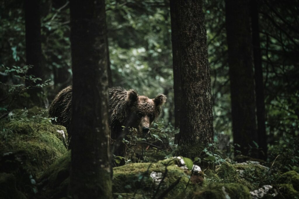 brown bear on tree branch during daytime