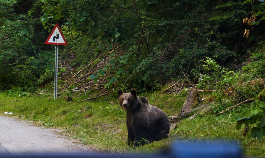 a brown bear sitting on the side of a road