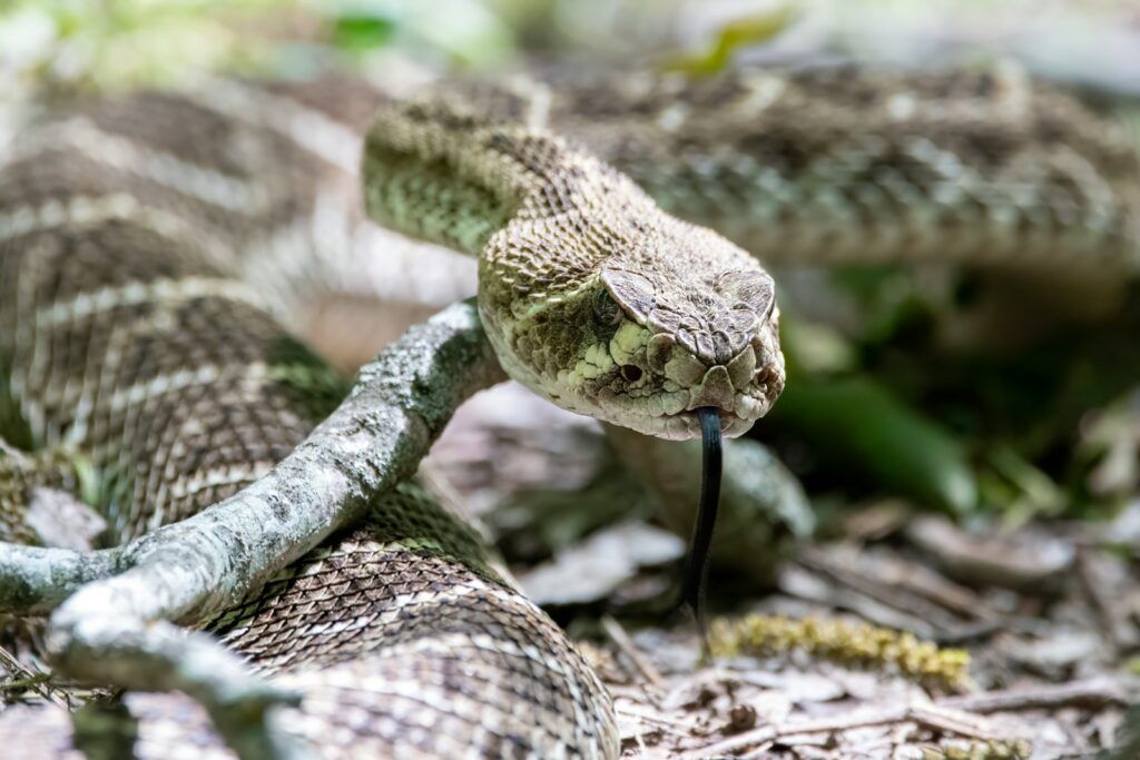 a close up of a snake on the ground