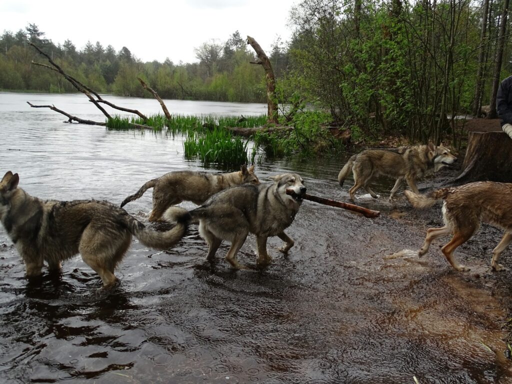 a group of dogs playing in the water